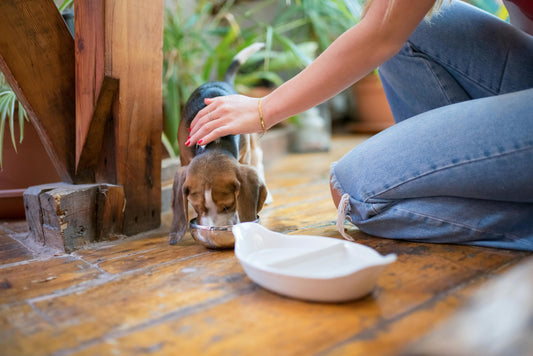 Choose the Best Feeding Bowl: Vet Tips for Pet Health & Comfort