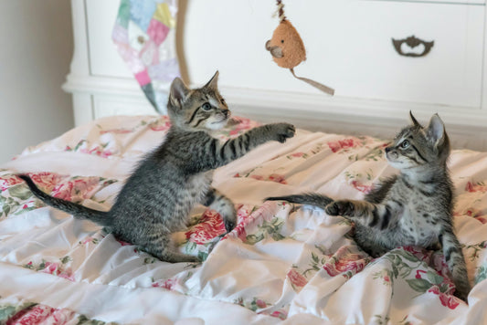 🐾 Keep Your Cat Happy: Best Toys, Playtime Secrets & Vet-Approved Tips