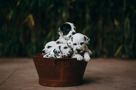 dogs in bath tub