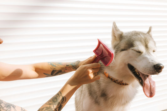 🪮 Pet Grooming: Why Regular Brushing Matters for Your Dog or Cat