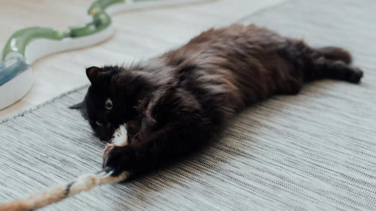 Indoor cat playing with a toy in a bright living room