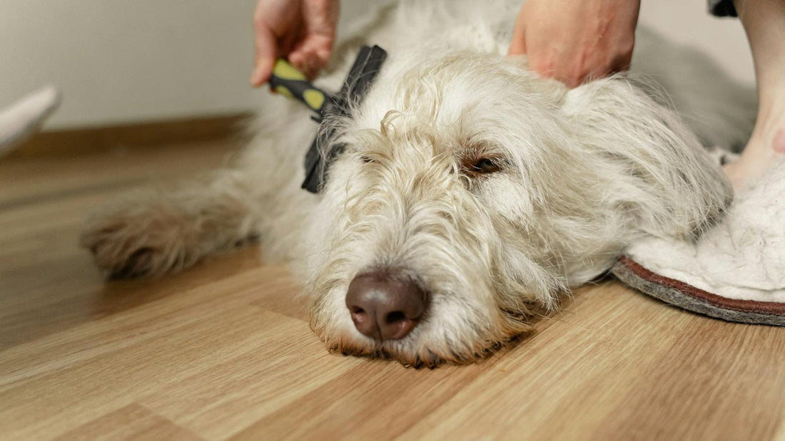 Dog being calmly groomed at home to manage shedding