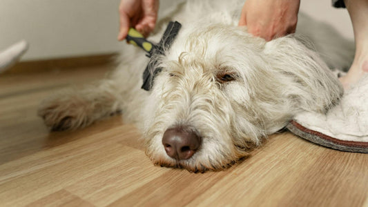 Dog being calmly groomed at home to manage shedding