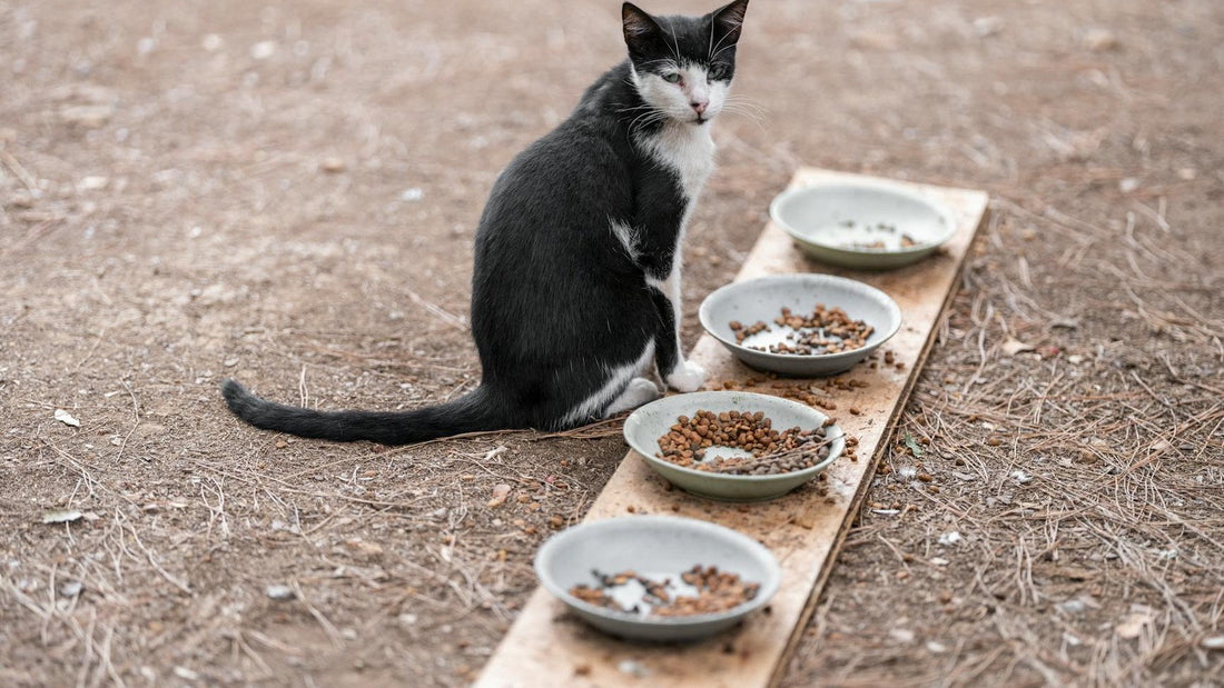 Cat eating near bowls in a bright kitchen for an elevated cat bowls guide