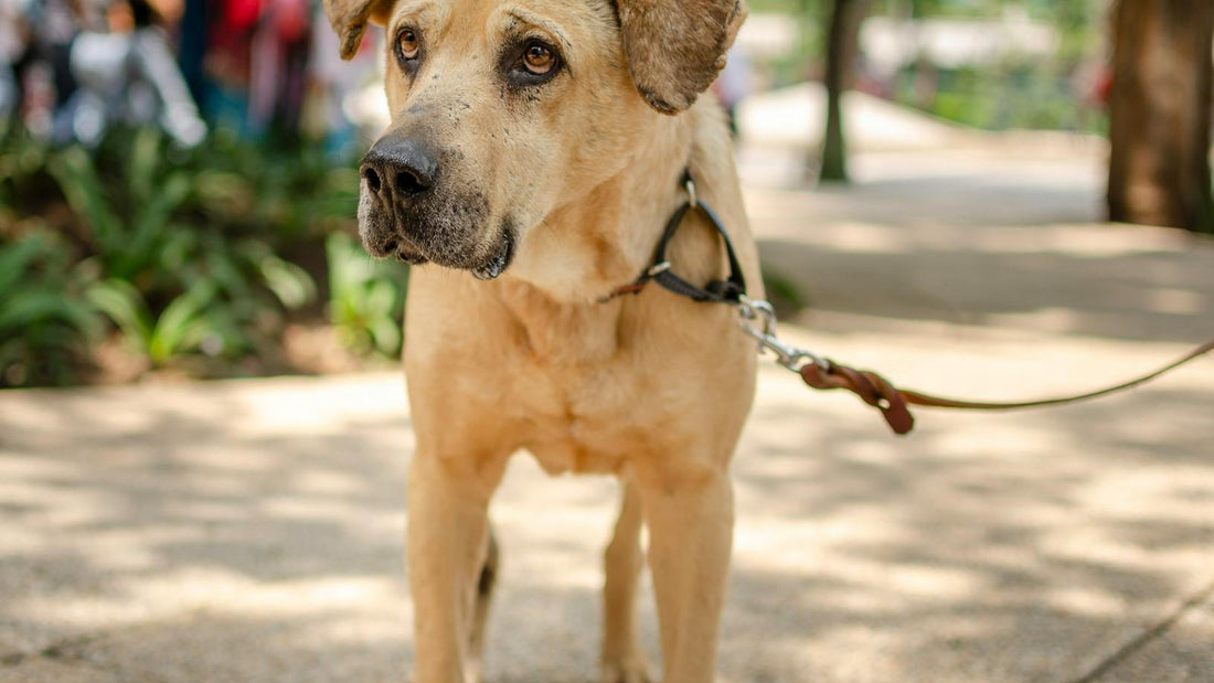 Dog on a responsible walk with waste bags ready for cleanup