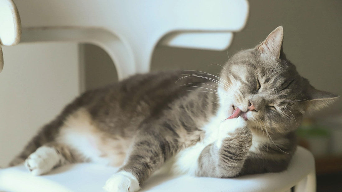 Clean cat at home for a fresh litter box smell control routine