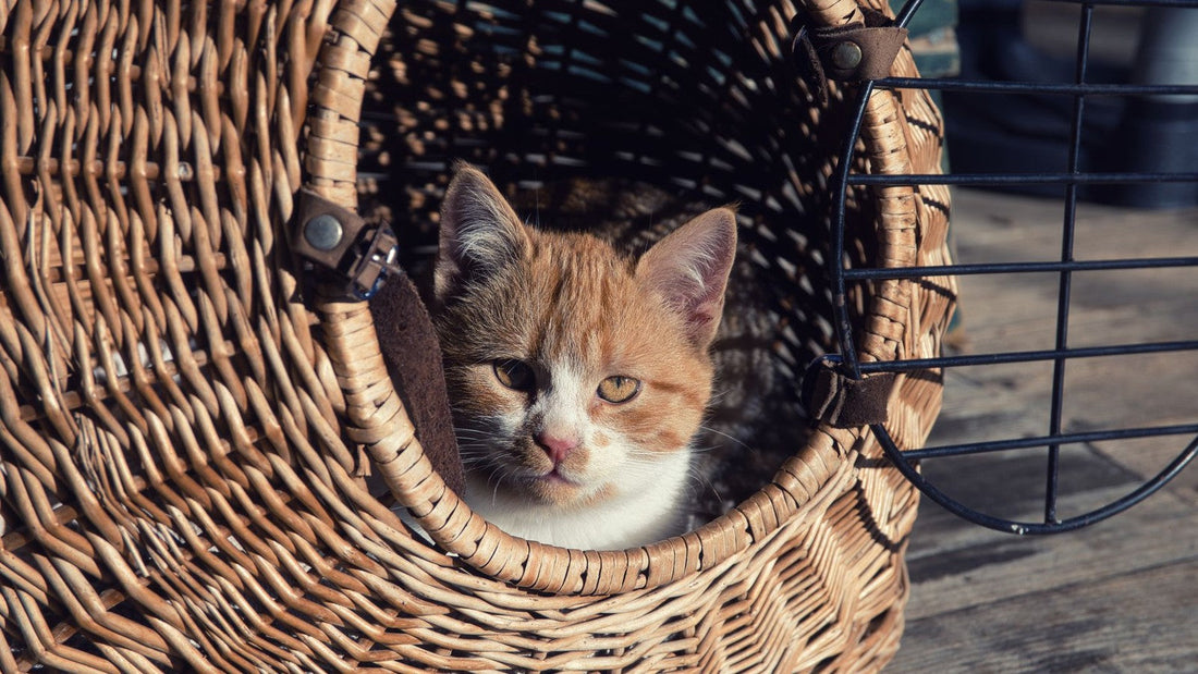 New cat calmly peeking from a carrier in a quiet home safe room