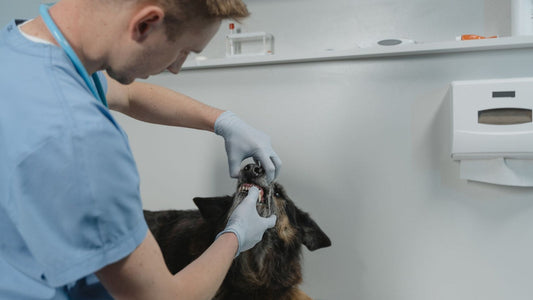 A veterinarian gently checking a dog’s teeth during a dental wellness visit
