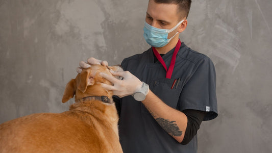 Veterinarian discussing parasite prevention for dogs and cats during a calm checkup