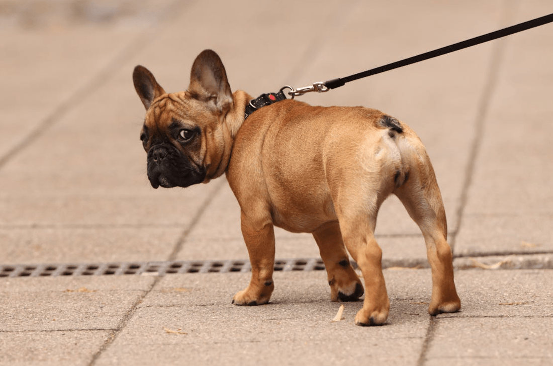 Dog walking guide
