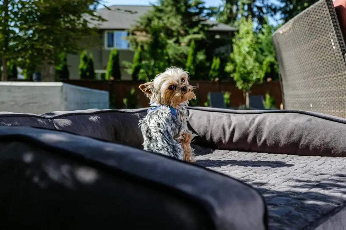 🐾 Find the Perfect Dog Bed: Size, Breed & Features - Furvix
