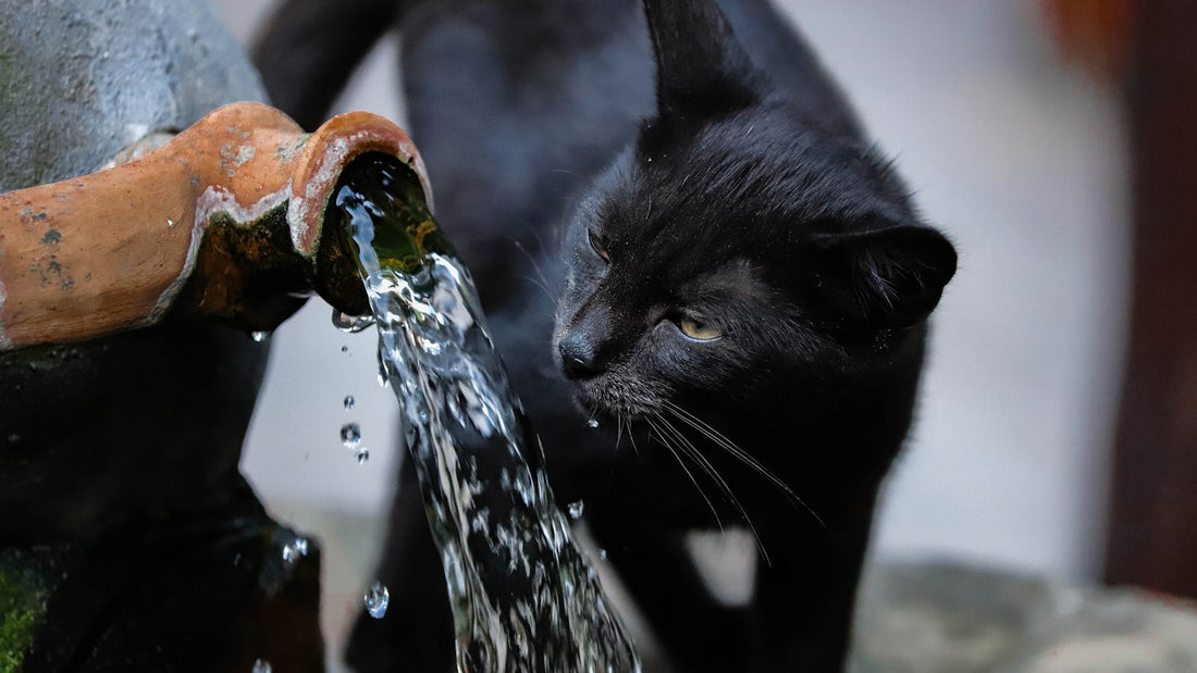Black cat drinking fresh water from a fountain