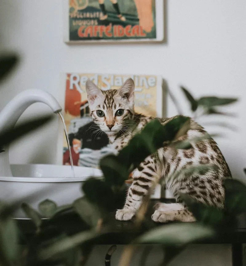 cat drinking water from fountain