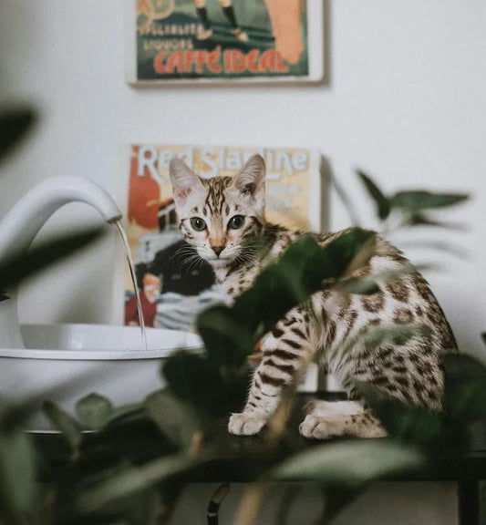 cat drinking water from fountain