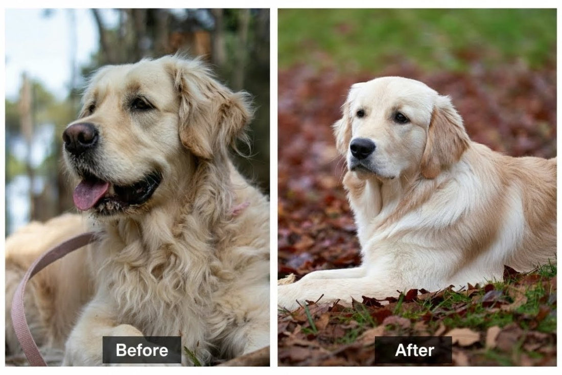 Collected pet fur after brushing